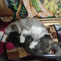 گربه همالین پرشین|گربه|اصفهان, وحید|دیوار