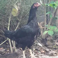 خروس لاری  کوکو تاج مهر  و مرغ لاری ترک|حیوانات مزرعه|کوچصفهان, |دیوار