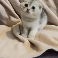 اسکاتیش کوچولو|گربه|تهران, دانشگاه شریف|دیوار