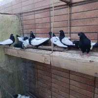 بِله نر سینه سیاه