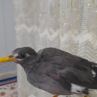 جوجه مینا دستی و رام|پرنده|تربت جام, یحیی آباد|دیوار