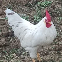 جوجه خروس محلی