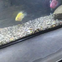 ماهی اکواریوم|ماهی|شاهین دژ, |دیوار