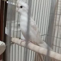 عروس هلندی آلبینو نر