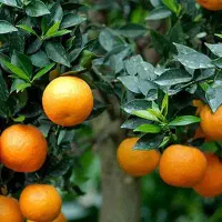 فروش-فوری-زمین-156-متر-قائمشهر-زیر-قیمت-تخفیف-واقع