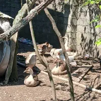 قو غاز نژاد دار