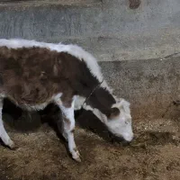 شش تا گوساله نر سیمتال