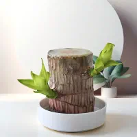 گیاه هیدروپونیک خوش شانسی درخت آرزوها(درب منزل)|گل و گیاه طبیعی|تهران, فیروزآبادی|دیوار