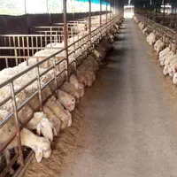 گوسفند گوشتی جهت قربانی