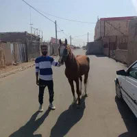 فروش اسب نریون خشکل تاختی آروم دارای ۳ نشان جوان