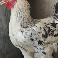 خروس  شهر فایم