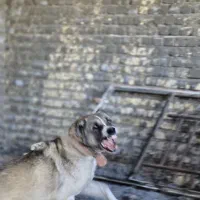 سگ درجه یک|سگ|برخوار, |دیوار