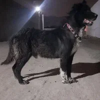 سگ قدرجونی|سگ|فلاورجان, |دیوار