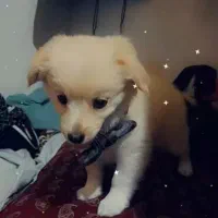 پامر اشپیتز