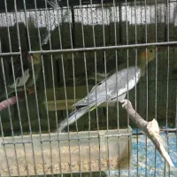 عروس هلندی تک و بالغ، در اب پخش|پرنده|آبپخش, |دیوار