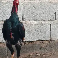 شامو واگذاری|حیوانات|تبریز, |دیوار