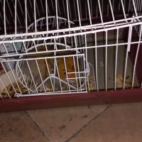 همستر با قفس و ظرف آب و لوازم