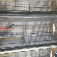 هشت خان غلامی|لوازم جانبی حیوانات|شاهدشهر, |دیوار