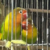 کوتوله برزیلی عروس هلندی