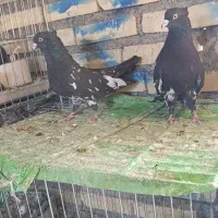 کفتر پرنده کله سیاه .کله زرد.سینه سیاه.سینه سرخ|پرنده|شادگان, |دیوار