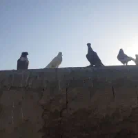 بوم کبوتر راعبی و تهرونی|پرنده|اصفهان, کردآباد|دیوار