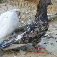 کفتر پرشی و رنگی|پرنده|قم, شاه ابراهیم|دیوار