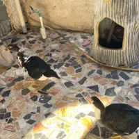 فروش دو عدد اردک نر خارجی روسی یا اسرائیلی|حیوانات مزرعه|چالوس, |دیوار