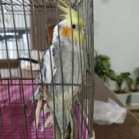 عروس هلندی آواز خان