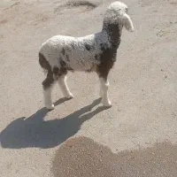 بره نر