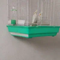 عروس هلندی|پرنده|خمینی‌شهر, |دیوار