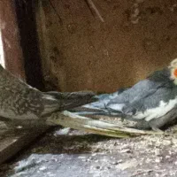 ۳جفت عروس هلندی مولد واقعی ضمانتی|پرنده|کرمان, |دیوار