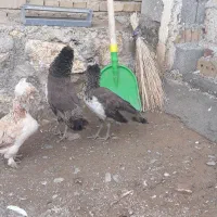 جوجه طاووس|حیوانات مزرعه|نوشین شهر, |دیوار