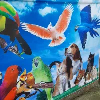 همکار اقا یا خانم برای کار در پت شاپ