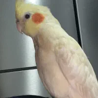 عروس هلندی گمشده