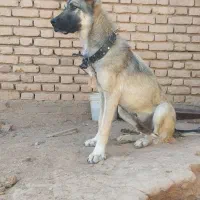 سگ سرابی