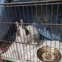 خرگوش با قفس