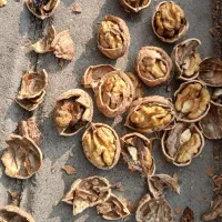 گردو محلی درشت