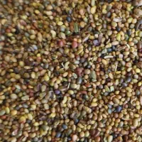 خرید و فروش شبدر و یونجه