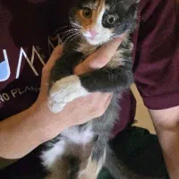 حیوان خانگی|گربه|تهران, تختی|دیوار