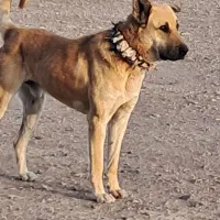 سگ سرابی گله اصل ۱۴ ماه فی ۸|سگ|پلدشت, |دیوار