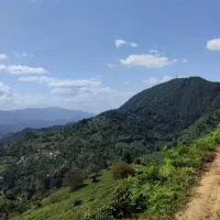 زمینی-باغی-و-مسکونی