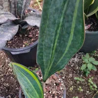 گل های آپارتمانی|گل و گیاه طبیعی|رودبنه, |دیوار