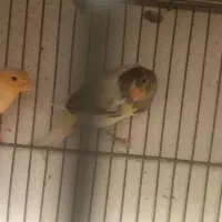 قناری قناری جفتی سهره اماده|پرنده|صفادشت, |دیوار