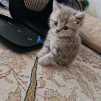 گربه ۳ماهه اسکاتیش