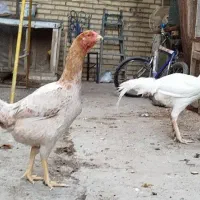 بهترین نژاد