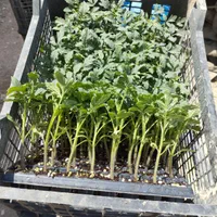 نشا گوجه|خدمات باغبانی و درختکاری|مرودشت, تخت جمشید|دیوار