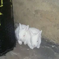 بچه خرگوش سفید چشم قرمز یک ماهه (باشت)