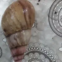 حلزون البینو در بردسیر