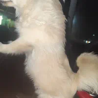 پامر روباهی