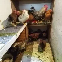 مرغ  تخم گذار درجه 1